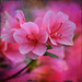 Pink Azaleas by dsp2