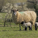 New Born Lamb by shepherdmanswife