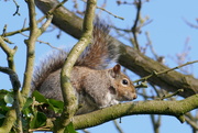 31st Mar 2019 - Squirrel at home