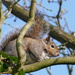 Squirrel at home by shepherdman