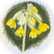 31st Mar 2019 - Cowslips