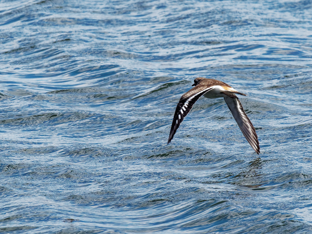 killdeer in flight over water by rminer