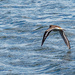 killdeer in flight over water by rminer