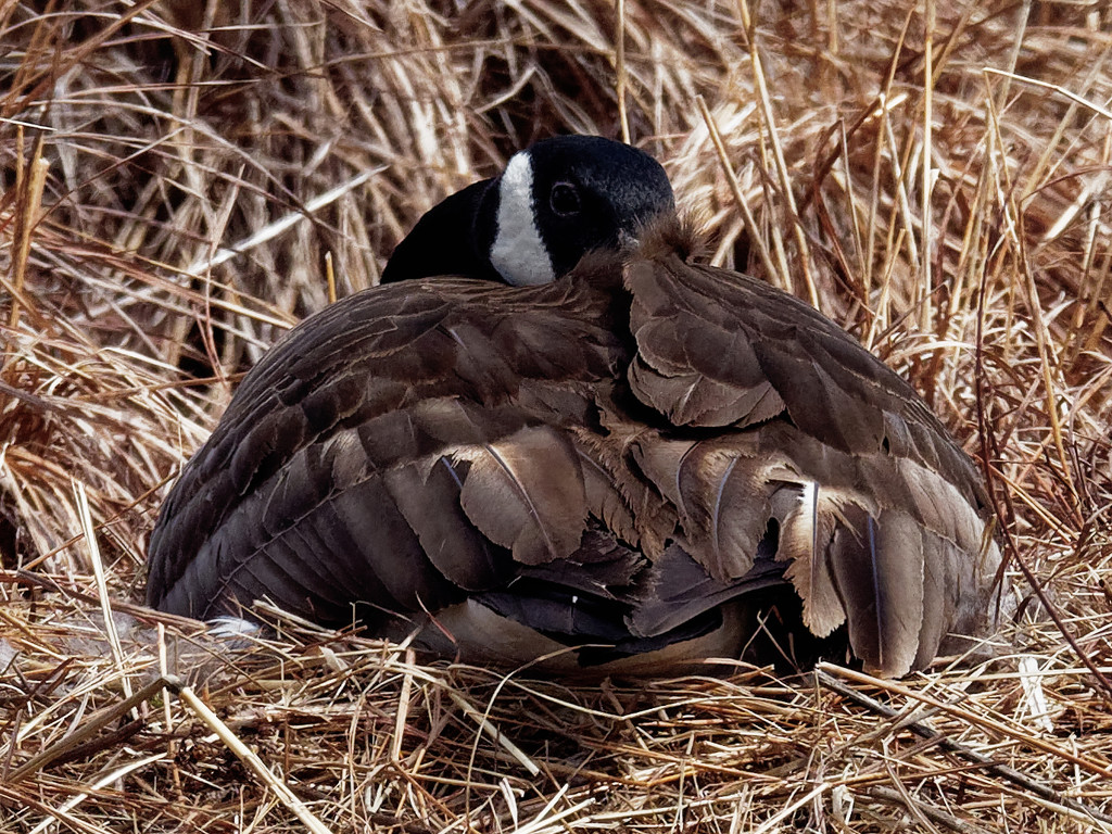 Canada Goose Nesting by rminer