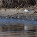 killdeer on a muddy shore by rminer