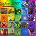 Rainbow 2019 by koalagardens