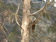 31st Mar 2019 - Squirrel Looking Out in tree