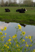 31st Mar 2019 - Cows in Field