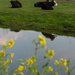 Cows in Field by leonbuys83