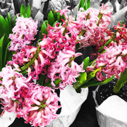 31st Mar 2019 - Pink Hyacinth