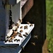Stingless Bees ~   by happysnaps