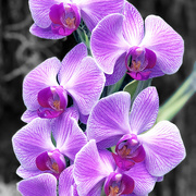 30th Mar 2019 - Seven Purple Orchids