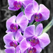 Seven Purple Orchids by yogiw