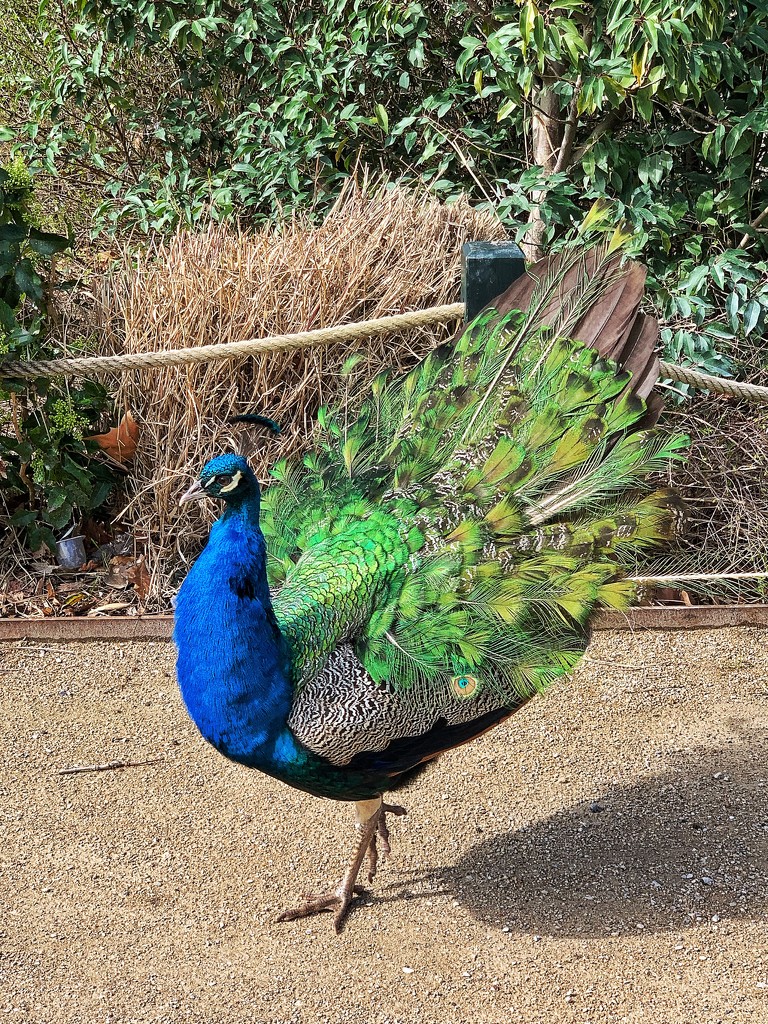 Peacock.  by cocobella