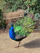 1st Apr 2019 - Peacock. 
