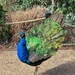 Peacock.  by cocobella