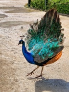 1st Apr 2019 - Rainbow turkey or peacock ?