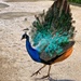 Rainbow turkey or peacock ? by cocobella