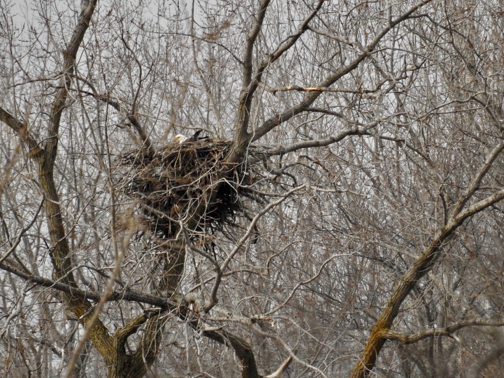 Nesting by amyk