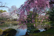 1st Apr 2019 - Kyoto in Bloom