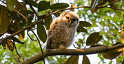 31st Mar 2019 - Baby Owl, Way Up in the Tree!
