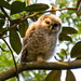 Baby Owl, Way Up in the Tree! by rickster549