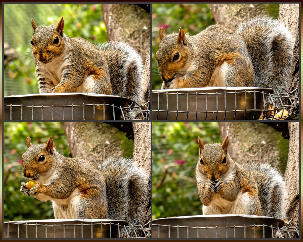 Squirrel enjoying his snack by ludwigsdiana