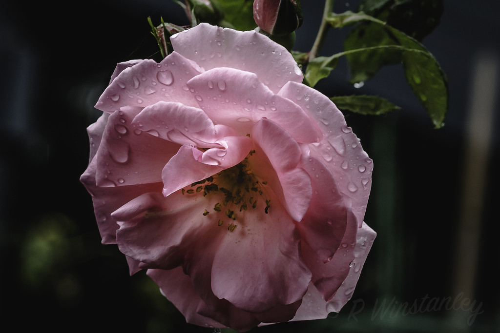 Rose in the Rain by kipper1951