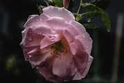 1st Apr 2019 - Rose in the Rain