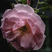 Rose in the Rain by kipper1951