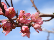 1st Apr 2019 - Peach Tree