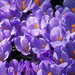 Crocus Party, Continued... by seattlite
