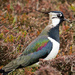 Lapwing on 365 Project