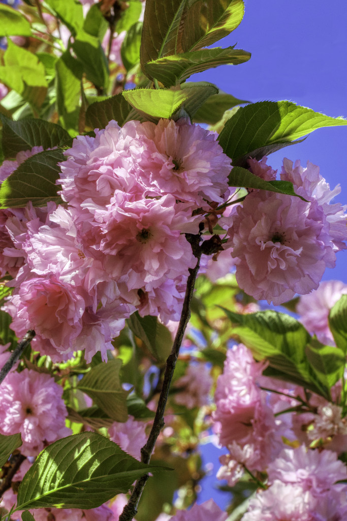 Flowering Peach Tree by kvphoto