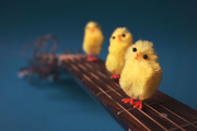 1st Apr 2019 - Chicks dig guitars...