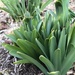 Future daffodils by beckyk365