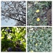 COLLAGE of spring flowers by arthurclark