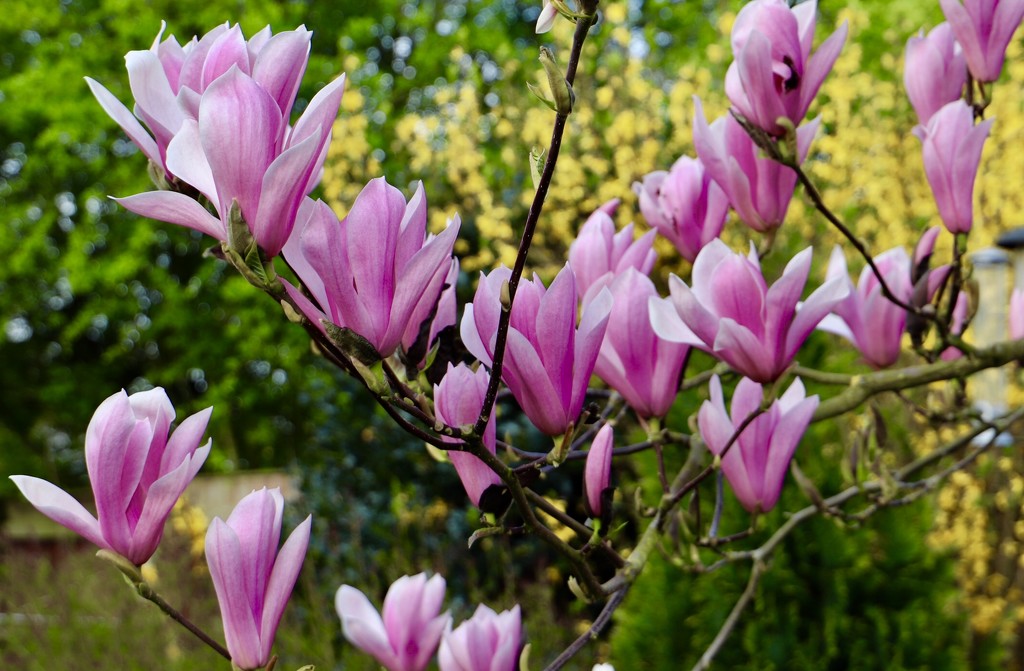 Magnolia by carole_sandford