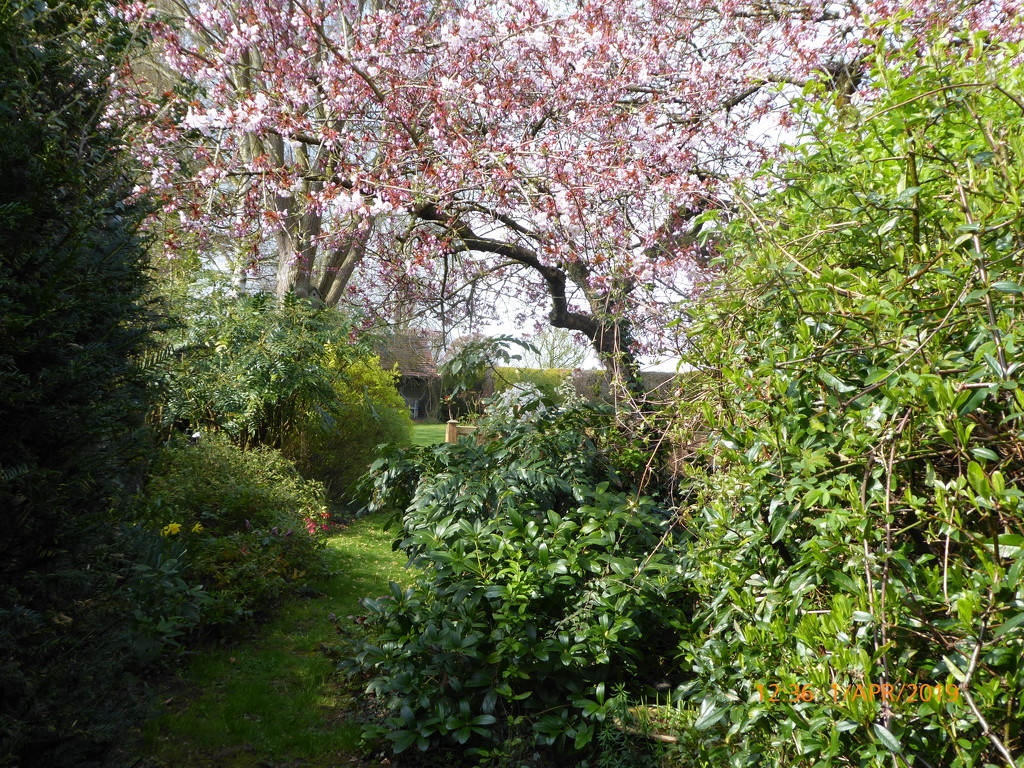 up the garden path . . . by snowy