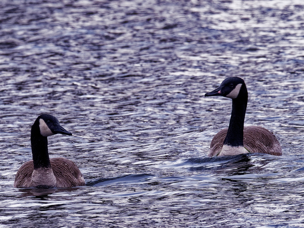 Canada goose pair by rminer