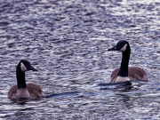 1st Apr 2019 - Canada goose pair