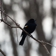 1st Apr 2019 - red-winged blackbird
