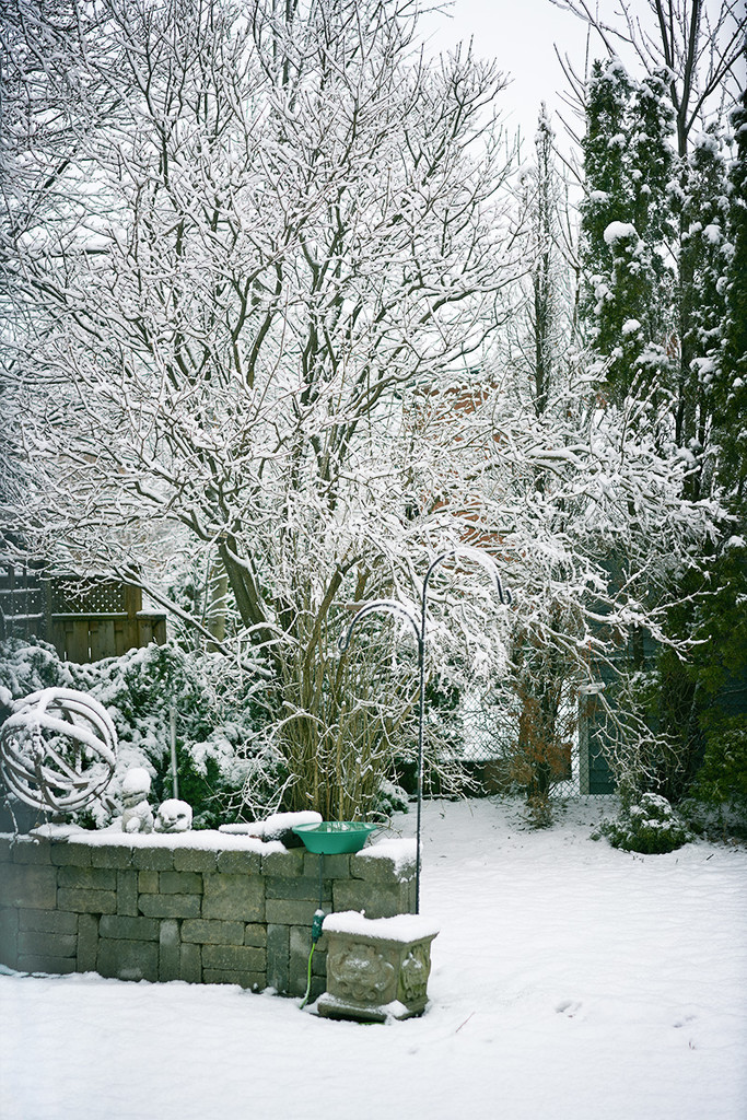 Winter Again by gardencat