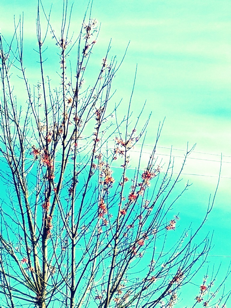 Spring by sunnygirl