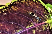 2nd Apr 2019 - Blue Bug On A Leaf ~  