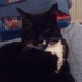 Our tom cat Arthur M Whitebeard. by grace55