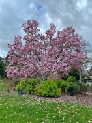 2nd Apr 2019 - Magnolia. 