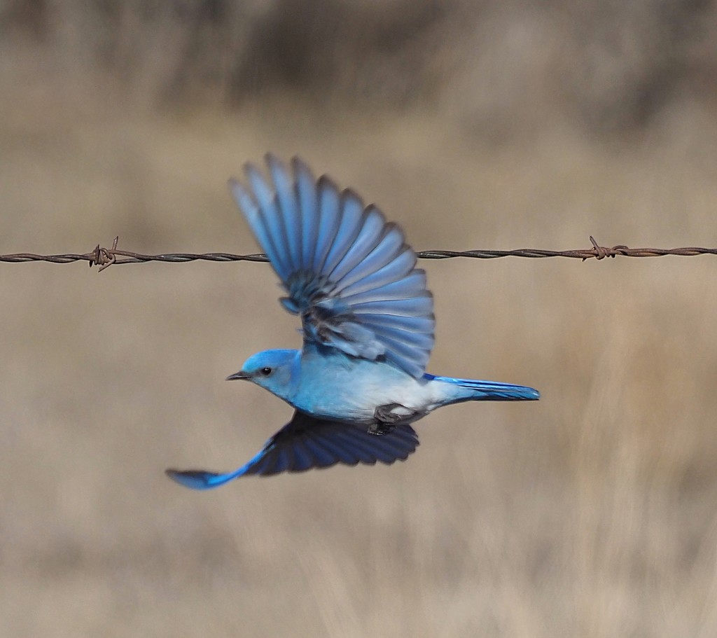Mountain bluebird by jand