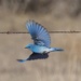 Mountain bluebird by jand
