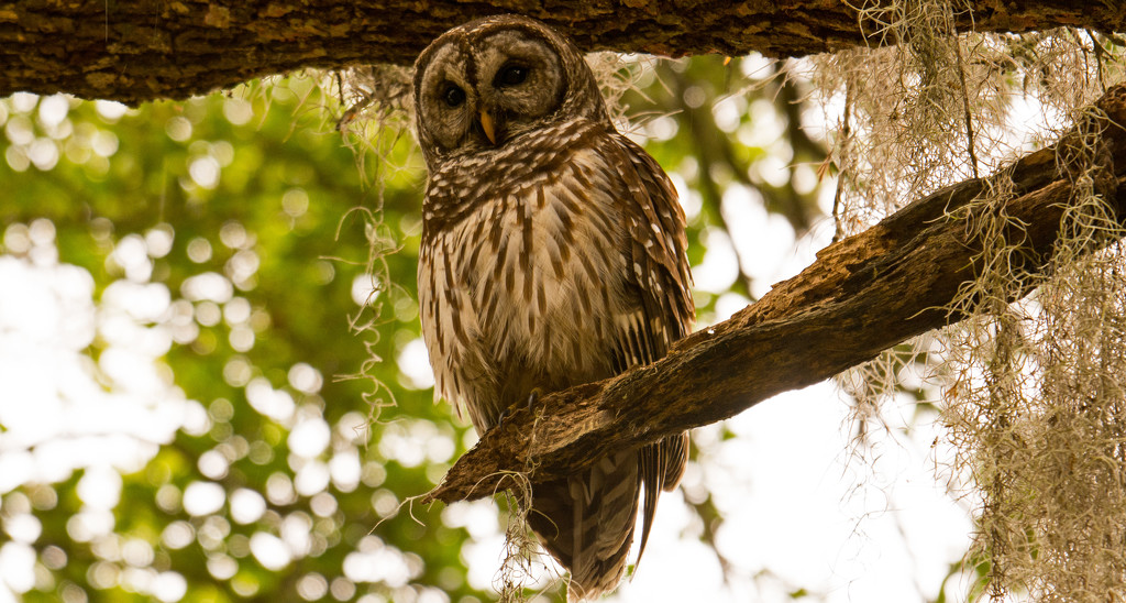 Barred Owl, In The Morning! by rickster549